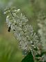 Clethra alnifolia Hummingbirth1